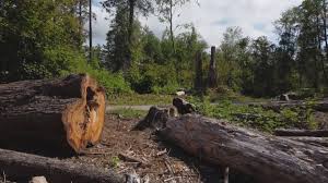 Best Lot and Land Clearing  in Kelly Ridge, CA