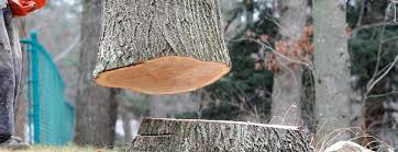 Best Tree Disease Treatment  in Kelly Ridge, CA