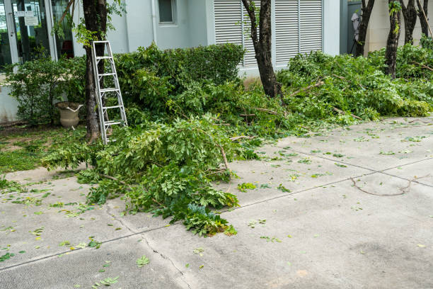 Best Tree Mulching  in Kelly Ridge, CA