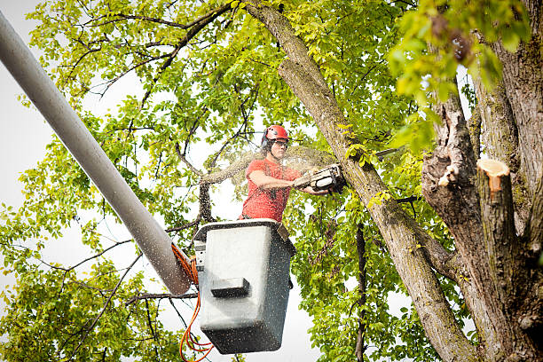 Best Emergency Tree Removal  in Kelly Ridge, CA