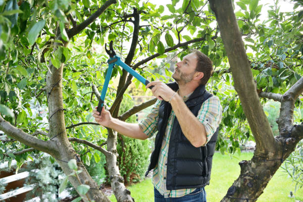 Best Hedge Trimming  in Kelly Ridge, CA